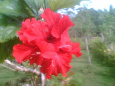 A double-petaled red hibiscus from my mom's garden