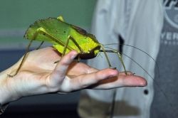Giant Bush Cricket