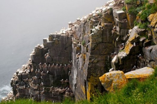 Northern Gannet.