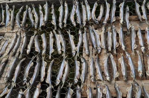 Capelin drying in the sun.