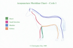 Equine Acupuncture Vet | HubPages