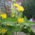 Elecampane - traditional expectorant and respiratory system medicine - do not use during pregnancy Elecampane - traditional expectorant and respiratory system medicine - do not use during pregnancy