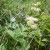 Meadowsweet - like Willow, it contains salicylic acid, the precursor of Aspirin - anti-inflammatory and antirheumatic Meadowsweet - like Willow, it contains salicylic acid, the precursor of Aspirin - anti-inflammatory and antirheumatic