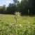 Nettle - wild food - a traditional diuretic and skin treatment - also used in cases of malnutrition Nettle - wild food - a traditional diuretic and skin treatment - also used in cases of malnutrition