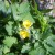 Greater Celandine - traditional liver and jaundice medicine Greater Celandine - traditional liver and jaundice medicine