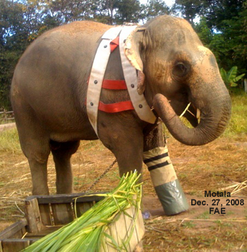 My favorite elephant, who was injured, was helped by the people of Thailand,received an artificial foot and smiled.