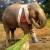 My favorite elephant, who was injured, was helped by the people of Thailand,received an artificial foot and smiled.