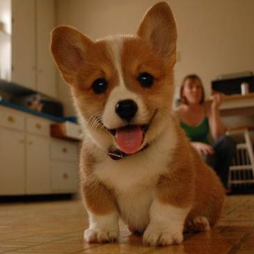 brown and white corgi puppy with tongue out