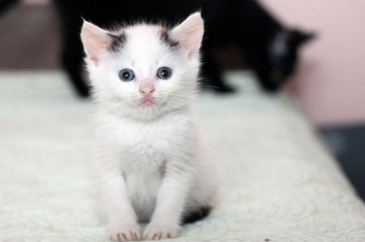 blue eyed white kitten with smirk