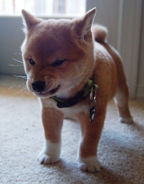 GRRR! This puppy means business.