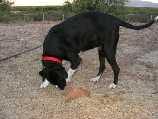 Dog calming signals
