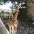 Tall Tall