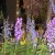 Flower Show Flower Show