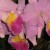 Orchids - Longwood Gardens Orchids - Longwood Gardens