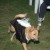 Ring Bearer Ring Bearer