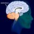 Cerebellum Cerebellum
