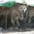animalsofindiablogspot.nl animalsofindiablogspot.nl