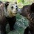 Photo credit WSPA
Jimi and Jexi enjoy their freedom! Photo credit WSPAJimi and Jexi enjoy their freedom!