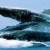 Photo credit Greenpeace
Jumping Whales this is how it has to be! Photo credit GreenpeaceJumping Whales this is how it has to be!