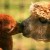 Give me a kiss!
Photo credit animalszooguru.blogspot.nl Give me a kiss!Photo credit animalszooguru.blogspot.nl