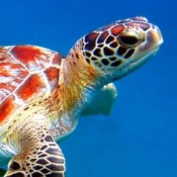 How to Keep Pet Turtles