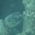 Turtle feeding on coral at Shark's Cove Turtle feeding on coral at Shark's Cove