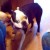 Maximilian, (a.k.a. Max) Boston Terrier He's in Doggy Heaven now, also, with Darla. Maximilian, (a.k.a. Max) Boston Terrier He's in Doggy Heaven now, also, with Darla.