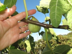 Riper figs begin to droop