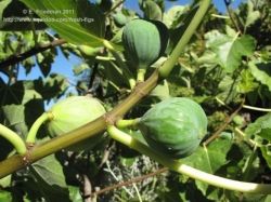 group of figs, likely kadota