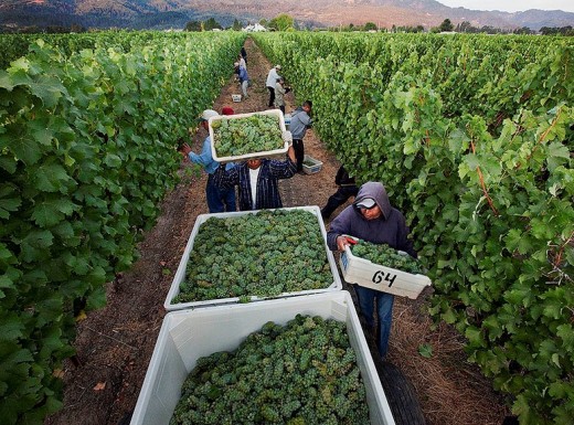 Grape Harvesting