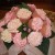 These cupcakes look like they were made to resemble Zinnias, and some greenery was also added into this Cupcake Bouquet. These cupcakes look like they were made to resemble Zinnias, and some greenery was also added into this Cupcake Bouquet.