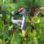 Crane photo taken at SeaWorld - Orlando, Florida Crane photo taken at SeaWorld - Orlando, Florida