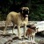 Skippy and our dog Eric Skippy and our dog Eric