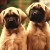 Skippy on right and Nala on left Skippy on right and Nala on left