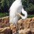 Egret photo taken at SeaWorld - Orlando, Florida Egret photo taken at SeaWorld - Orlando, Florida