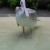 Pelican photo photo taken at Toronto Zoo - Canada. Pelican photo photo taken at Toronto Zoo - Canada.