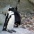 Penguin photo taken at Toronto Zoo - Canada. Penguin photo taken at Toronto Zoo - Canada.