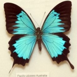 Ulysses butterfly: Jan T's talisman