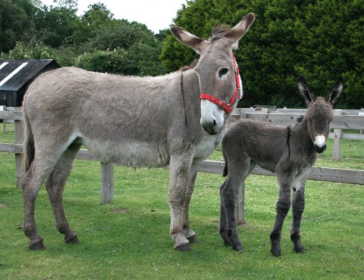 Rescued donkeys saved from the slaughterhouse.