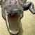 Alligator photo taken at the Museum of Natural History - NYC. Alligator photo taken at the Museum of Natural History - NYC.