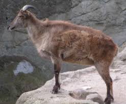 Himalayan Tahr is another variety of Tahr usually seen in Himalaya like cold mountain areas 