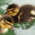 Little ducks! Little ducks!