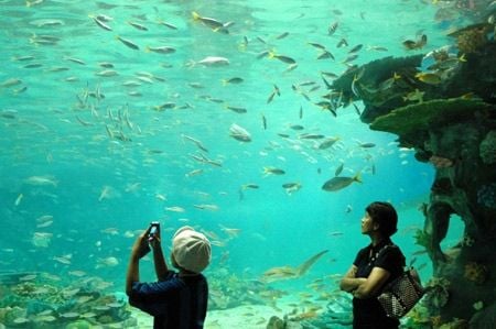 The Manila Ocean Park Oceanarium promises a "deeper experience" as it features an assortment of colorful fishes and invertebrates indigenous to the Philippines and Southeast Asia contained in 12,000 cubic meters of seawater.