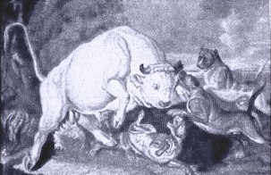 Bull-Baiting