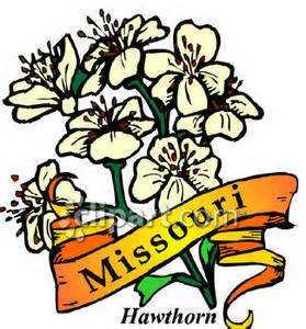 State of missouri state flower the white hawthorn beacame the official state flower in 1923