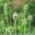 A weed is just a flower in disguise A weed is just a flower in disguise
