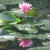 Water lily and reflection Water lily and reflection
