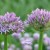 Alliums Alliums