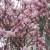 Blossoms on a tree (Magnolia) Blossoms on a tree (Magnolia)