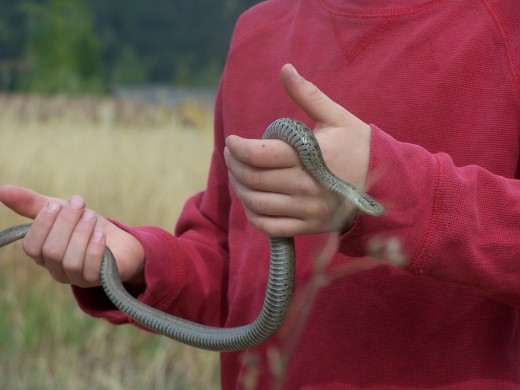 Caveboy 2, with his reptilian pet.